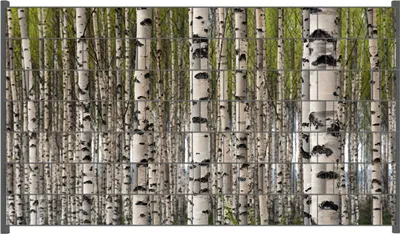 Produktbild von Wallario Zaunsichtschutz mit Motiv Birkenwald - Baumstämme in schwarz weiß für Ein- und Doppelstabmatten Zäune in der Größe 250 x 140 cm