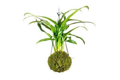 Obrázek produktu pro Gardners Kokedama Aglaonema Cutlass (L)