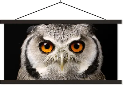 Produktbild von MuchoWow® Textilposter Porträt Eule 60x30 cm mit schwarzem Rahmen - Textilien