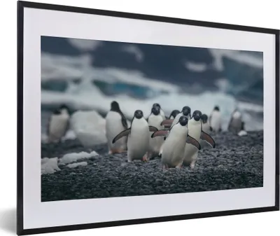 Produktbild von MuchoWow® MuchoWow® Gerahmtes Poster Adeliepinguine am Strand 60x40 cm - Poster mit zchwarzem Bilderrahmen - Schlafzimmer - Plakat in Rahmen - Drucken