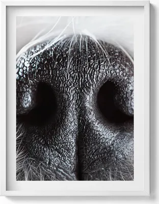 Produktbild von Nahaufnahme einer Tiernase– Wandbild mit Rahmen – Gerahmtes Bild  – Wanddekoration – 60x80 cm –  Weiß Rahmen