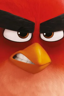 Image de Angry Birds - Poster - Rouge + 1 Ü-Poster 61x91,5cm