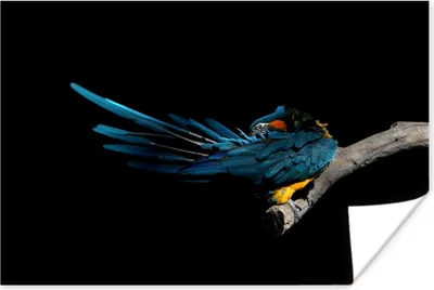 Produktbild von MuchoWow® Poster Vogel - Federn - Zweig - Schwarz 90x60 cm - Schlafzimmer
