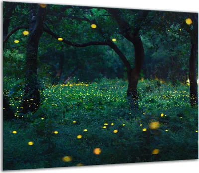 Produktbild von Herdabdeckplatten Glaskeramikkochfeld-Abdeckung Spritzschutz Glas 60x52cm Wald
