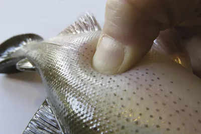 Produktbild von Behr Trendex Super Trout Gummifisch Bachforelle Länge 12cm Gewicht 30g
