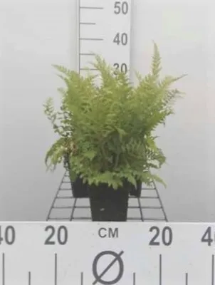 Zdjęcie produktu dla zestaw 6 x Polystichum. paproć filigranowa 'Dahlem' - Doniczka 9 x 9 cm