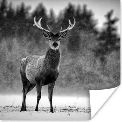 Produktbild von MuchoWow® Poster Tiere - Hirsche - Winter - Schwarz - Weiß 50x50 cm - Wohnzimmerdekoration
