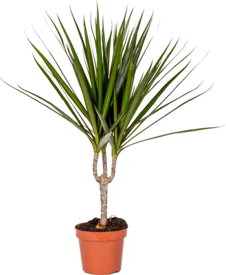 Produktbild von Bloomique - Dracaena Marginata - Drachenbaum - Zimmerpflanzen - Pflegeleicht - Luftreinigend - Höhe 30-40 cm - Topf 12 cm