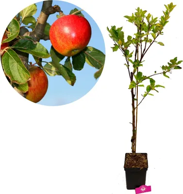 A close-up of apples on a tree branch and a potted apple tree.