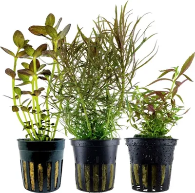 Produktbild von 'Buntes' Set mit 3 Topf Pflanzen Aquariumpflanzen Set 244 Wasserpflanzen AquaOne