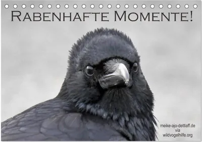 Produktbild von Rabenhafte Momente! (Tischkalender 2026 DIN A5 quer), CALVENDO Monatskalender