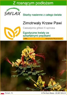 Zdjęcie produktu dla SAFLAX - Zimotrwały Krzew Pawi - 10 Nasiona - Z podłożem uprawowym wolnym od zarazków - Caesalpinia gillesii X spinosa