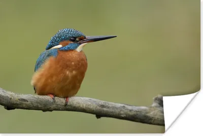 Produktbild von MuchoWow® Poster Eisvogel - Orange - Zweige 120x80 cm - Bilder