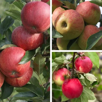 Produktbild von Familienbaum Trio Apfelbaum mit drei Apfelsorten Gala - Elstar - Cox Orange auf M7