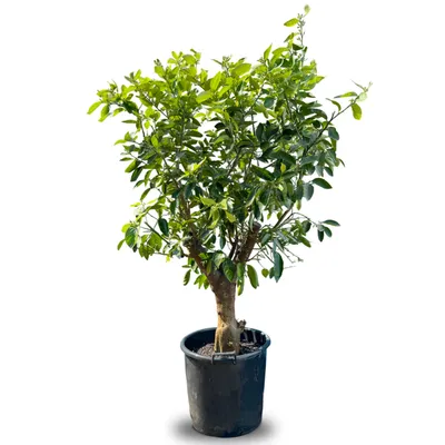 Produktbild von Sunny Tree - Limettenbaum große 180 Zentimeter - Citrus Latifolia - Obstbaum - Sonnige Standorte - Fruchtbildend - 20-jähriger limettenbaum