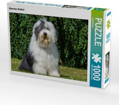 Produktbild von CALVENDO Puzzle Sitzender Bobtail | 1000 Teile Lege-Größe 64x48cm Foto-Puzzle für glückliche Stunden