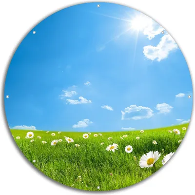 Produktbild von Wallario rundes Outdoor-Poster für Garten oder Balkon, Motiv Sommerwiese - Weiße Gänseblümchen vor blauem Himmel, 60 cm Durchmesser