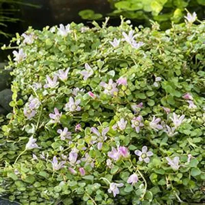 Produktbild von 6 x  Anagallis tenella - Zarter Gauchheil - Topf 9 x 9 cm