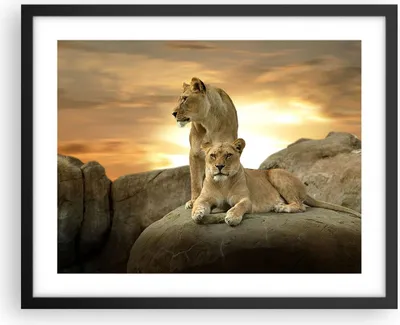 Produktbild von Gerahmtes Poster - Schwarzer Rahmen - Löwen Sonnenuntergang Felsen Krallen - 50x40 cm - Wand Bild - Wanddeko - Wandbilder - Wandposter - Bilderrahmen - Bilder - Kunstdruck - Wandbild - P2BAA50x40-2958