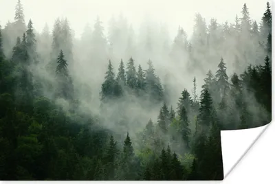 Produktbild von MuchoWow® Poster Wald - Nebel - Bäume - Natur 180x120 cm - Fotoplakat
