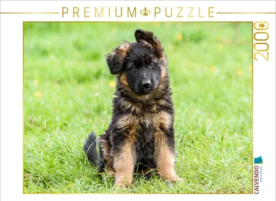Produktbild von CALVENDO Puzzle Schäferhund - Welpe Hündin | 2000 Teile Lege-Größe 90x67cm Foto-Puzzle für glückliche Stunden
