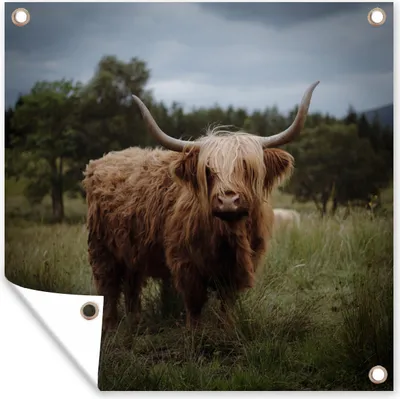 Produktbild von MuchoWow® 100x100 cm Outdoor-Poster Gartendeko Sichtschutz Garten Poster für den Garten  Schottischer Highlander - Tiere - Kuh