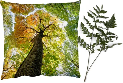 Produktbild von MuchoWow® Zierkissen Sofakissen Wohnzimmer Dekokissen 45x45 cm Baum - Natur - Wald - Schlafpolster - Polster für das Sofa