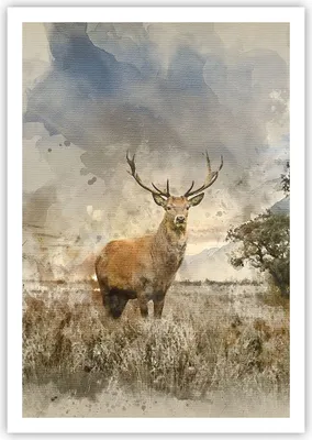 Produktbild von Poster - Poster ohne Rahmen - rotwild natur - 70x100 cm - Wand Bild - Wanddeko - Wandbilder - Kunstposter - Wandposter - Bilder - Kunstdruck - Wanddekoration - Wandbild - P2XPA70x100-3465