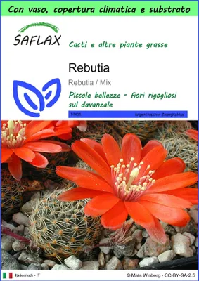 Immagine prodotto di SAFLAX Garden to go - Rebutia  - 40 semi - Rebutia
