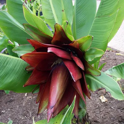 Image de Banane Kluay Pa (Ensete sp. 'Kluay Pa')  - 5 graines