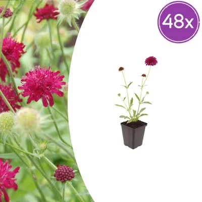 Zdjęcie produktu dla Knautia macedonica | 48 sztuk - 10-25cm - Ø9cm - Roślina ogrodowa