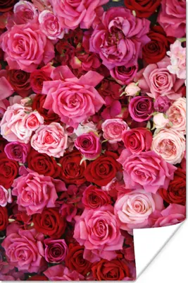 Produktbild von MuchoWow® Poster Rosen - Rosa - Rot 40x60 cm - Plakate für die Wand - Poster Babyzimmer