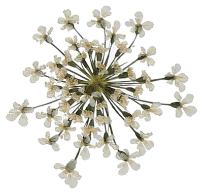 Gepresste Blumen, 24 Stück, 2–2,5 cm, weiß, getrocknet