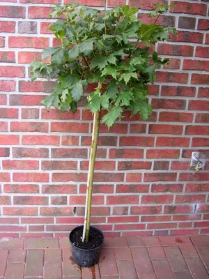 Produktbild von Kugelahorn, Ahorn Hochstamm / Stämmchen - Acer platanoides Globosum, Stammhöhe: 125 cm (Höhe: 170-180 cm)
