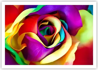 Produktbild von Poster - Poster ohne Rahmen - Blume Farbe Rose - 100x70 cm - Wand Bild - Wanddeko - Wandbilder - Kunstposter - Wandposter - Bilder - Kunstdruck - Wanddekoration - Wandbild - P2XAA100x70-3623