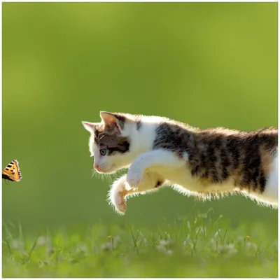 Produktbild von Wallario Premium Glasbild, freischwebende Optik, kräftige Farben, Größe 30 x 30 cm Motiv Süße Katze fängt Schmetterling im Grünen
