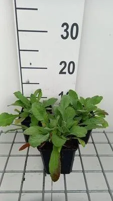 Obrázok produktu pre 6 x Scabiosa ochroleuca - Scabiosa - kvetináč 9 x 9 cm