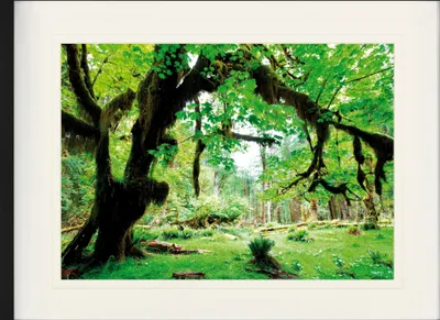 Produktbild von Forests Framed Picture With Elegant Passepartout | Wall Art | In Picture Frame - Green Forest, Back to Nature (60 x 80 cm)
