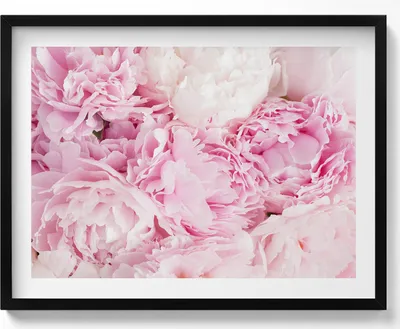 Produktbild von Zarte Pfingstrosenblüten– Wandbild mit Rahmen – Gerahmtes Bild  – Wanddekoration – 80x60 cm –  Schwarz Rahmen