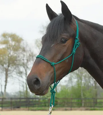 Produktbild von Knotenhalfter STANDARD, Farbe:tanne, Groesse:P/VB