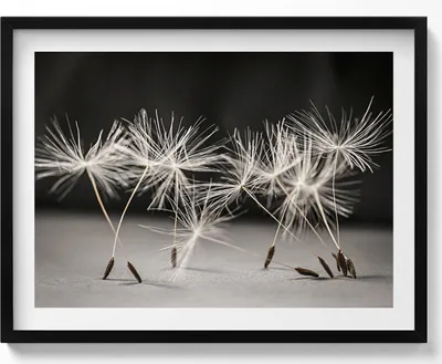 Produktbild von Zarte Pollen einer Schmeißfliege– Wandbild mit Rahmen – Gerahmtes Bild  – Wanddekoration – 80x60 cm –  Schwarz Rahmen
