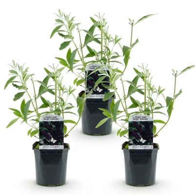 Produktbild von Green boutiQ - Gartenpflanze - Buddleja davidii Black Night - Schmetterlingsstrauch - Winterhart - Lila - 3 Pflanzen - Topf 17cm - Höhe 45cm