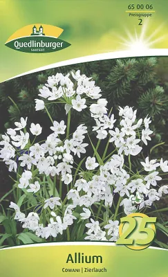 Produktbild von Allium Nepallauch (25 Stück) | Zierlauchzwiebeln von Quedlinburger