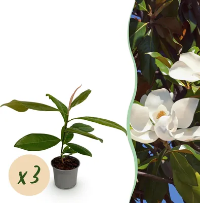 Image de Green boutiQ - Plante de jardin - Magnolia grandiflora - Fleurs blanches - 3 plants - À feuillage persistant - Peu d'entretien - Pot de 12 cm, hauteur 30 cm