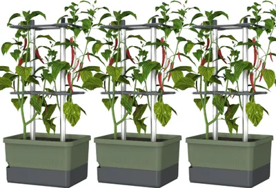 Produktbild von Gusta Garden CHARLY CHILI 3er-Set dunkelgrün