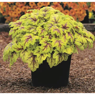 Produktbild von Heuchera / Heucherella "Stoplight" - Purpurglöckchen "Stoplight" im Topf 12 cm  - 12cm