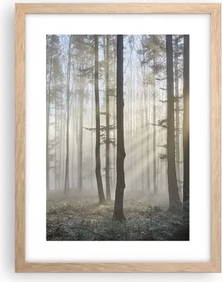 Produktbild von Gerahmtes Poster - Rahmen in heller Eiche - Wald Baum Natur - 30x40 cm - Wand Bild - Wanddeko - Wandbilder - Kunstposter - Wandposter - Bilderrahmen - Bilder - Kunstdruck - Wandbild - P2NPA30x40-3749