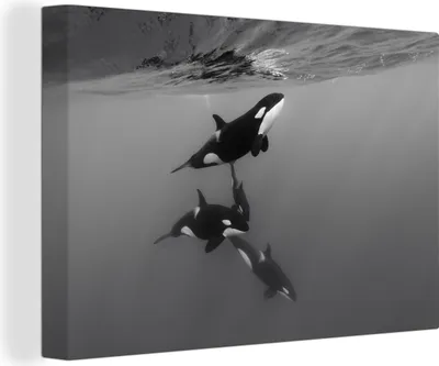 Produktbild von OneMillionCanvasses® - Leinwandbilder - 140x90 cm, Orca - Wasser - Schwarz - Weiß, Wandbilder Kunstdruck Wanddekoration