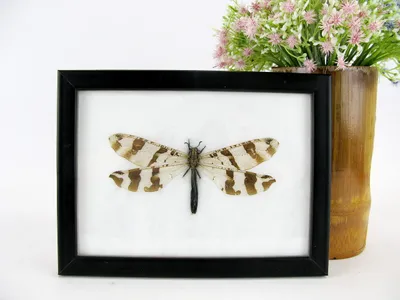Productafbeelding van Antlion in 3D Showbox - Taxidermie
