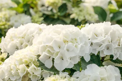 A close-up view of several white hydrangeas with green foliage in the background.